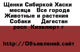 Щенки Сибиркой Хаски 2 месяца - Все города Животные и растения » Собаки   . Дагестан респ.,Кизилюрт г.